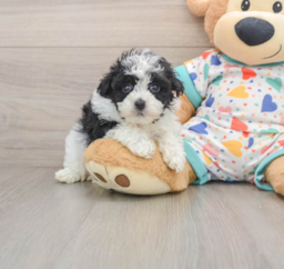 7 week old Havapoo Puppy For Sale - Puppy Love PR