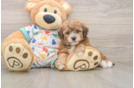 Best Havapoo Baby