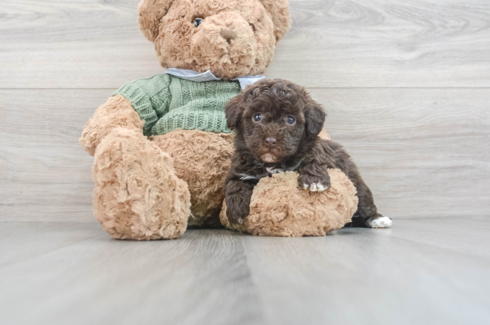 6 week old Havapoo Puppy For Sale - Puppy Love PR