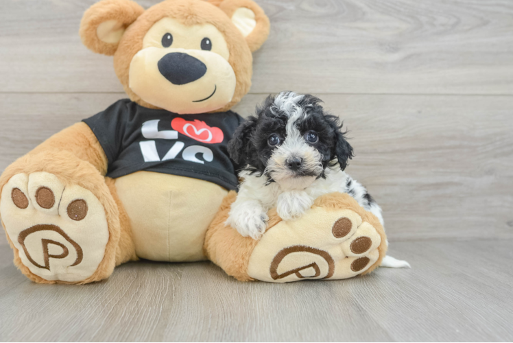 Friendly Havapoo Baby