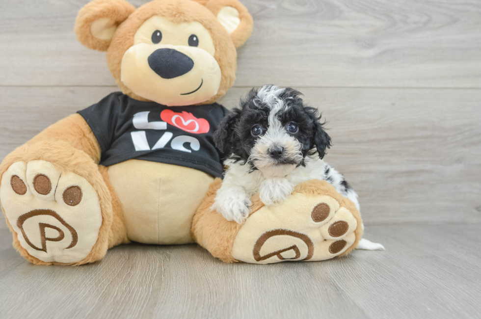 6 week old Havapoo Puppy For Sale - Puppy Love PR