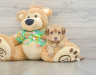 7 week old Havapoo Puppy For Sale - Puppy Love PR