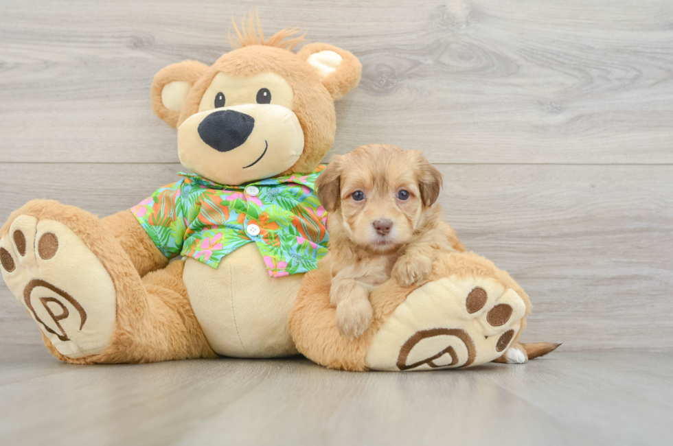 6 week old Havapoo Puppy For Sale - Puppy Love PR