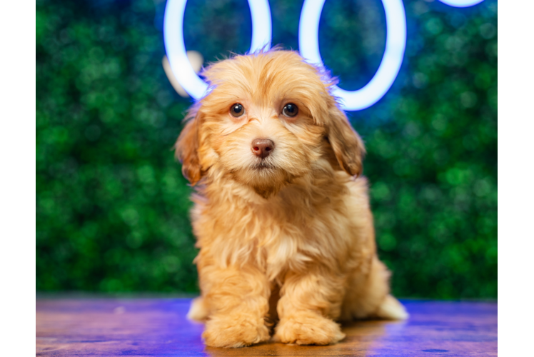 Cute Havapoo Baby