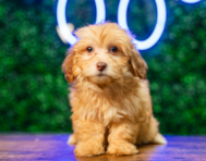9 week old Havapoo Puppy For Sale - Puppy Love PR