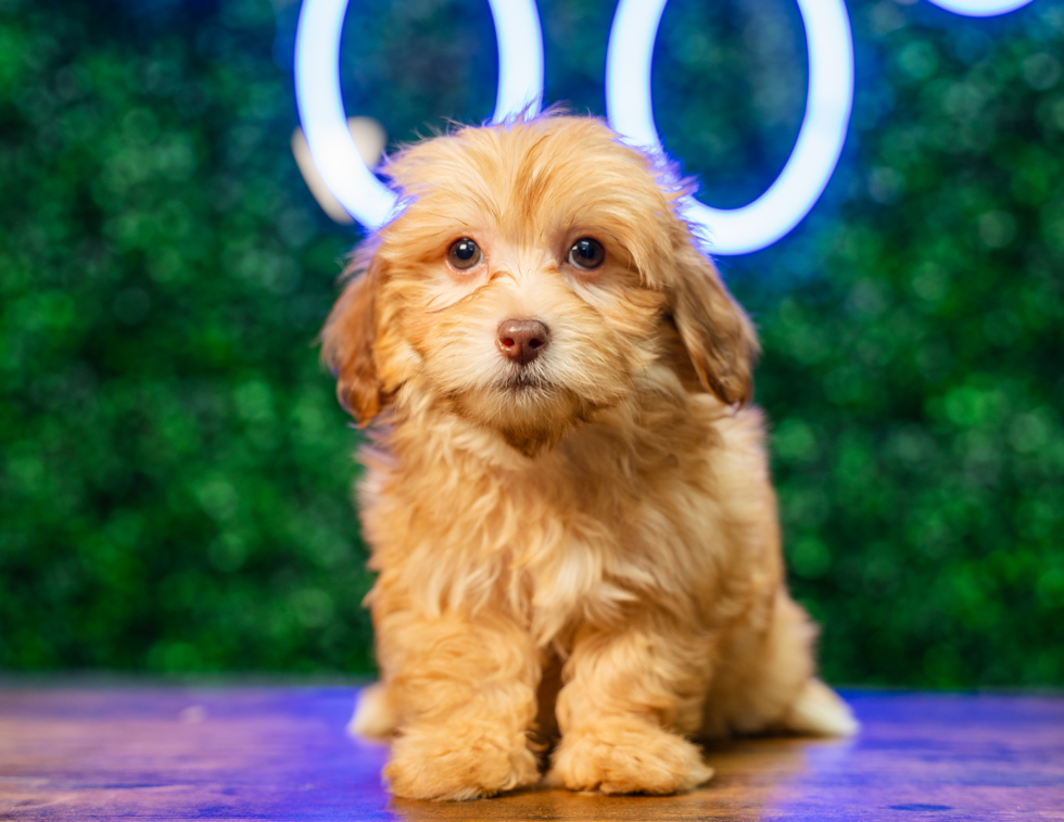 Cute Havapoo Baby