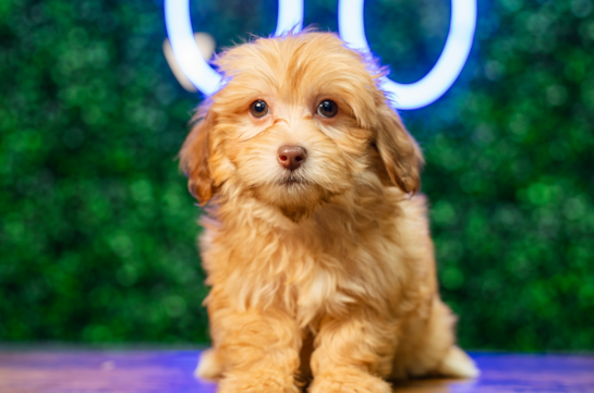 Cute Havapoo Baby
