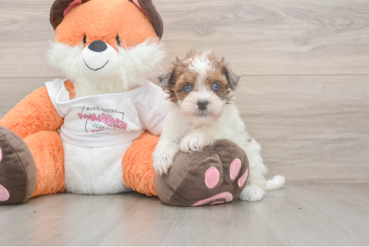 Havapoo Pup Being Cute