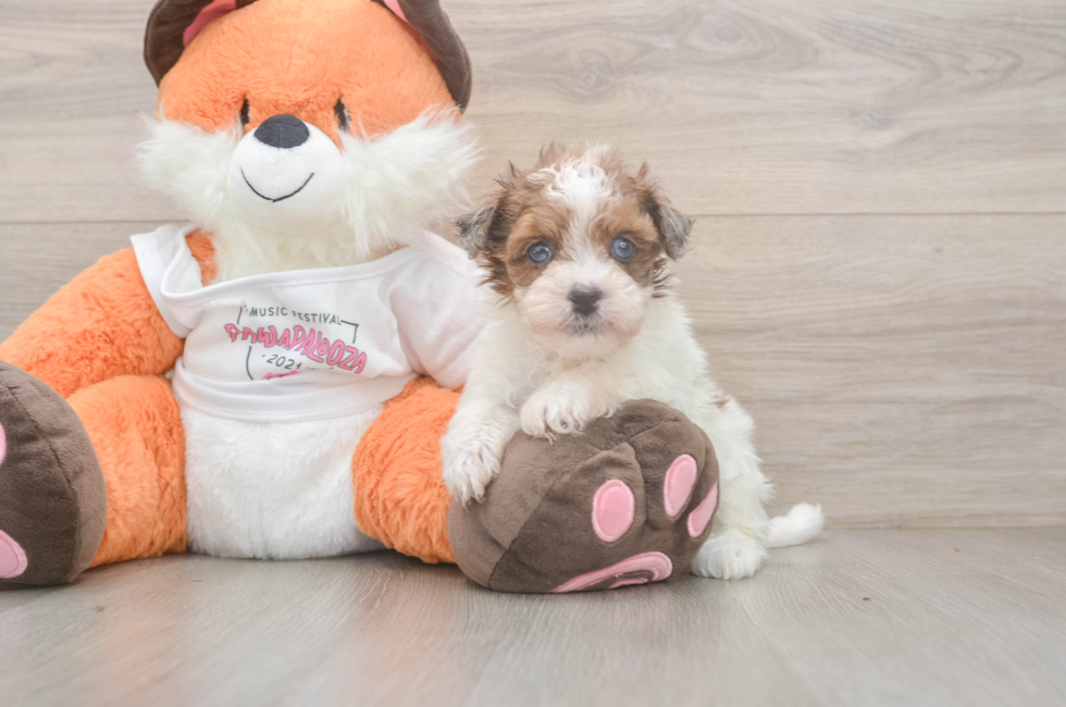 5 week old Havapoo Puppy For Sale - Puppy Love PR