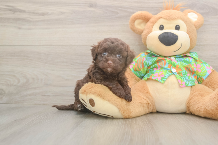 Popular Havapoo Poodle Mix Pup