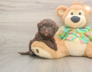 8 week old Havapoo Puppy For Sale - Puppy Love PR