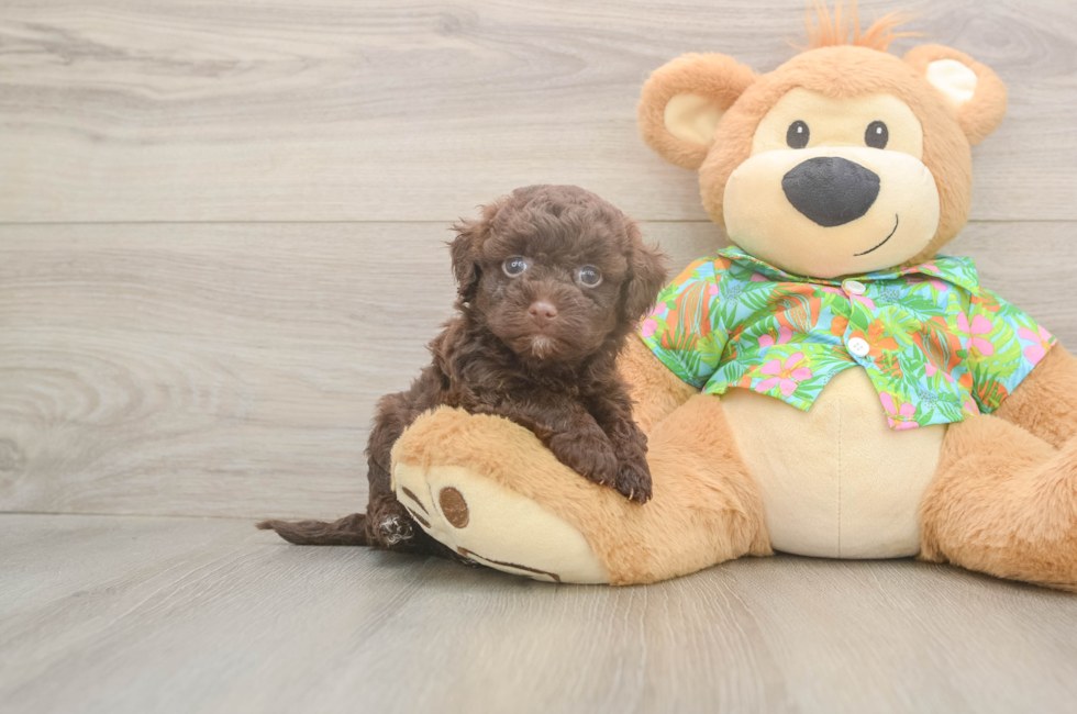 5 week old Havapoo Puppy For Sale - Puppy Love PR