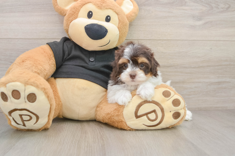 Funny Havapoo Poodle Mix Pup