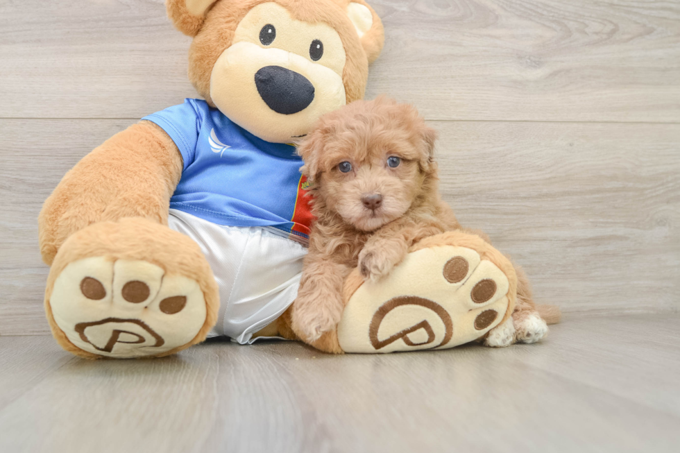 Funny Havapoo Poodle Mix Pup