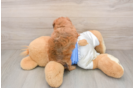 Havapoo Puppy for Adoption