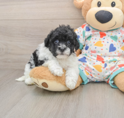 7 week old Havapoo Puppy For Sale - Puppy Love PR