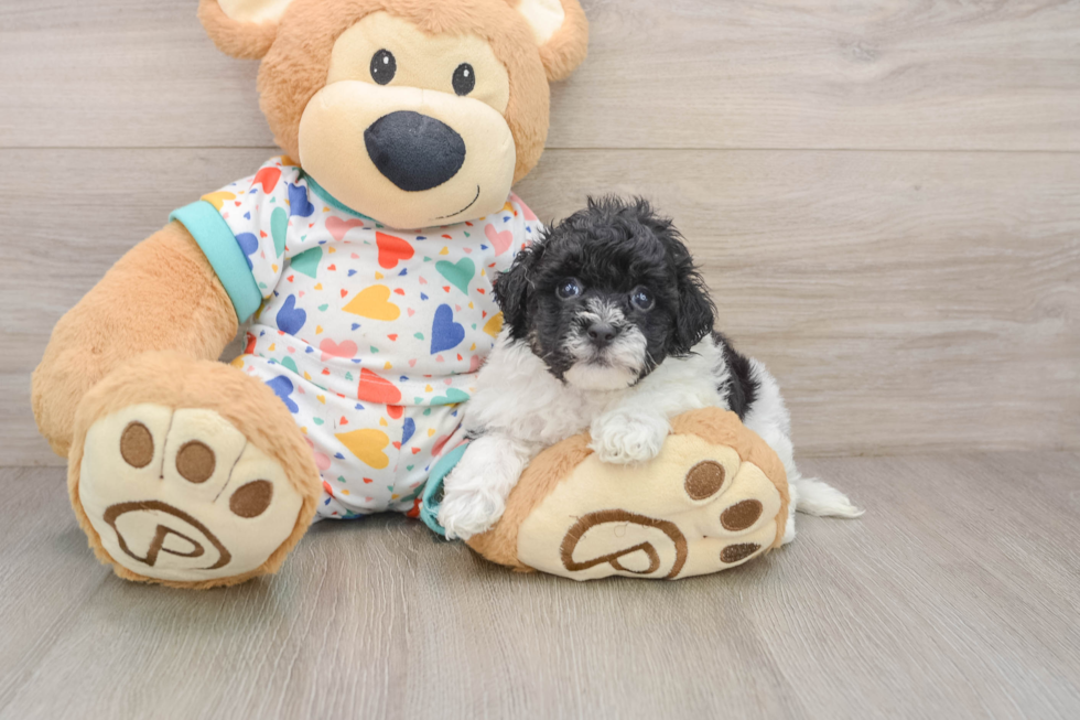Funny Havapoo Poodle Mix Pup