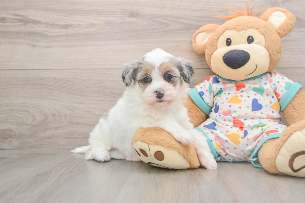 Havapoo Pup Being Cute