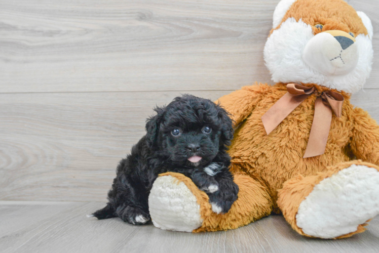 Meet Dorothy - our Havapoo Puppy Photo 1/3 - Puppy Love PR Havapoo Pup Being Cute