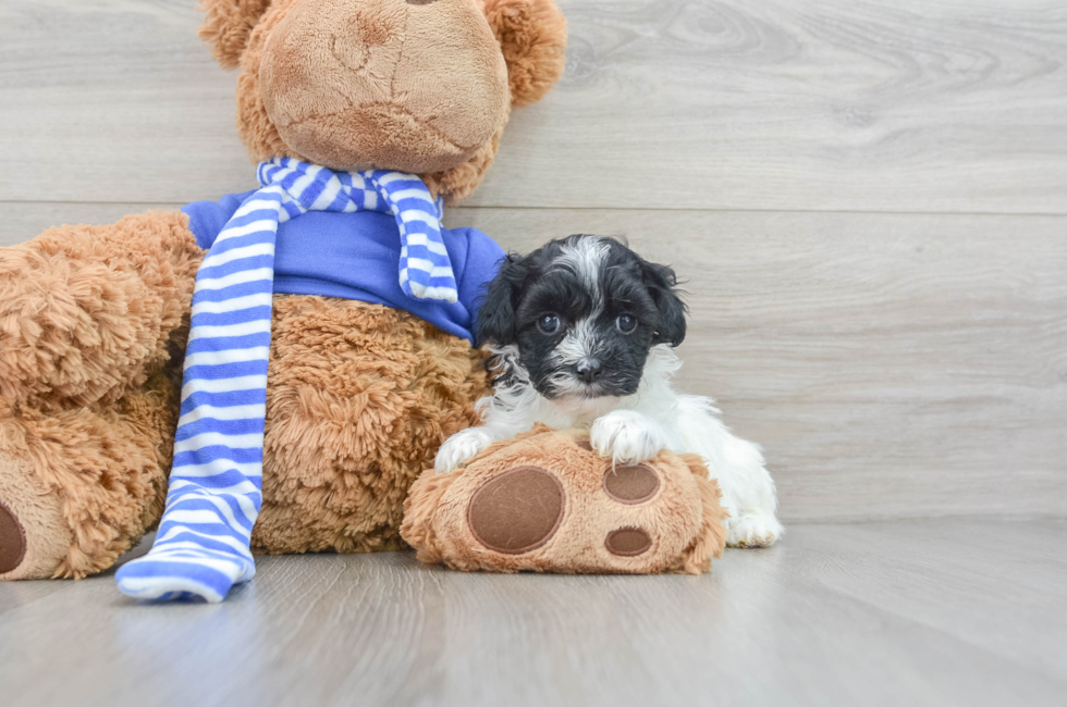 7 week old Havapoo Puppy For Sale - Puppy Love PR