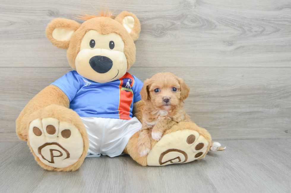 8 week old Havapoo Puppy For Sale - Puppy Love PR