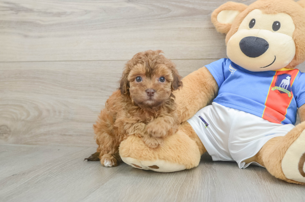 5 week old Havapoo Puppy For Sale - Puppy Love PR