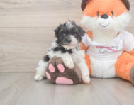 7 week old Havapoo Puppy For Sale - Puppy Love PR