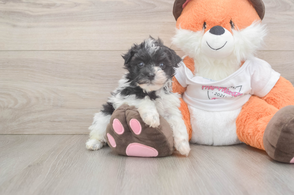5 week old Havapoo Puppy For Sale - Puppy Love PR