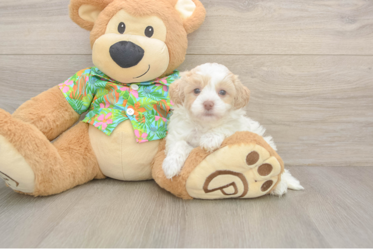 Popular Havapoo Poodle Mix Pup