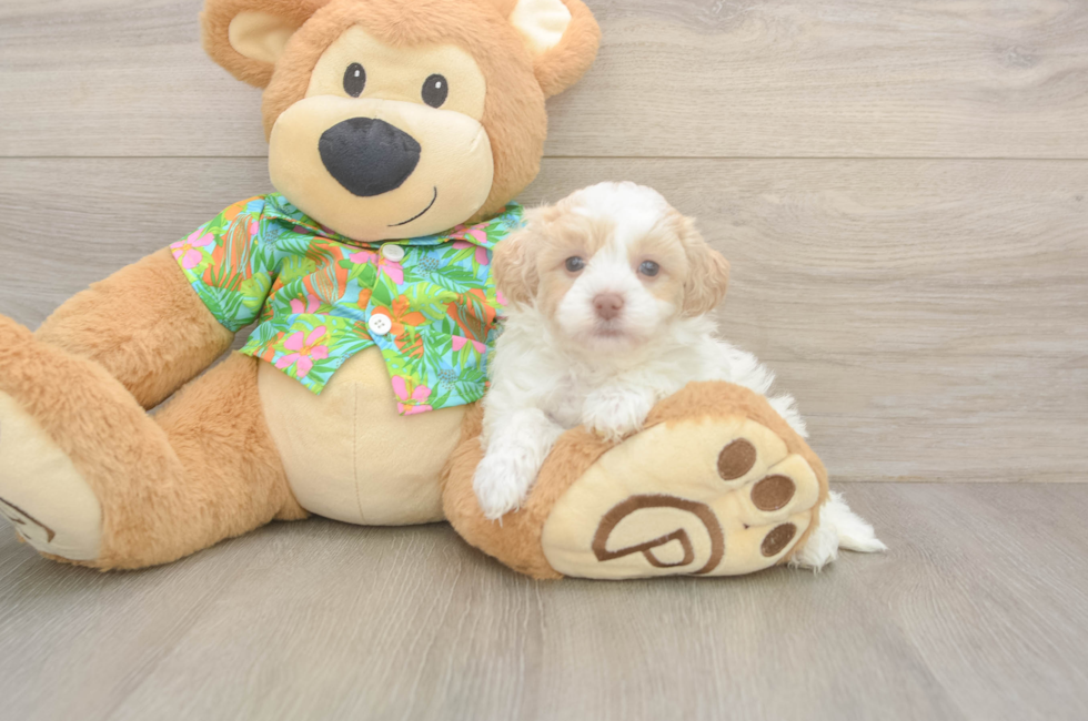 5 week old Havapoo Puppy For Sale - Puppy Love PR
