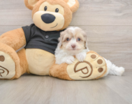 7 week old Havapoo Puppy For Sale - Puppy Love PR