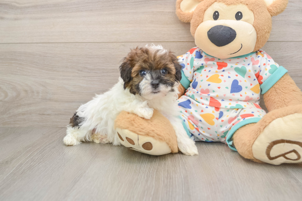 Havapoo Pup Being Cute