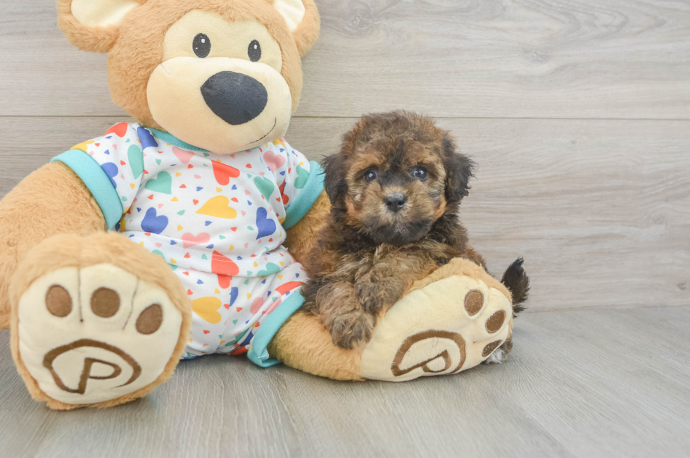 6 week old Havapoo Puppy For Sale - Puppy Love PR