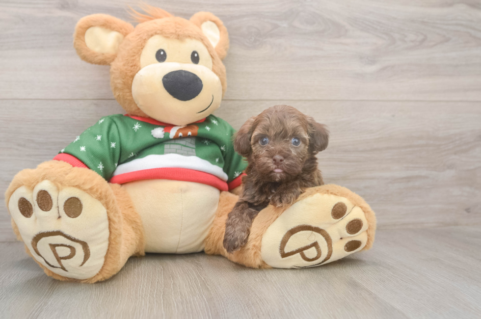 5 week old Havapoo Puppy For Sale - Puppy Love PR