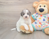 7 week old Havapoo Puppy For Sale - Puppy Love PR