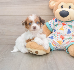 8 week old Havapoo Puppy For Sale - Puppy Love PR