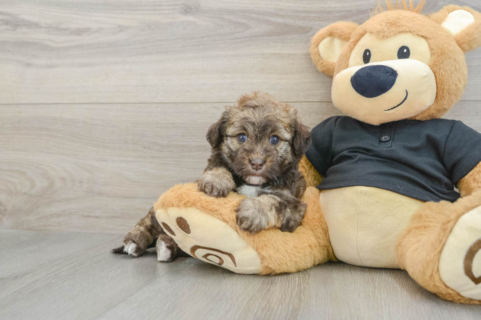 Fluffy Havapoo Poodle Mix Pup