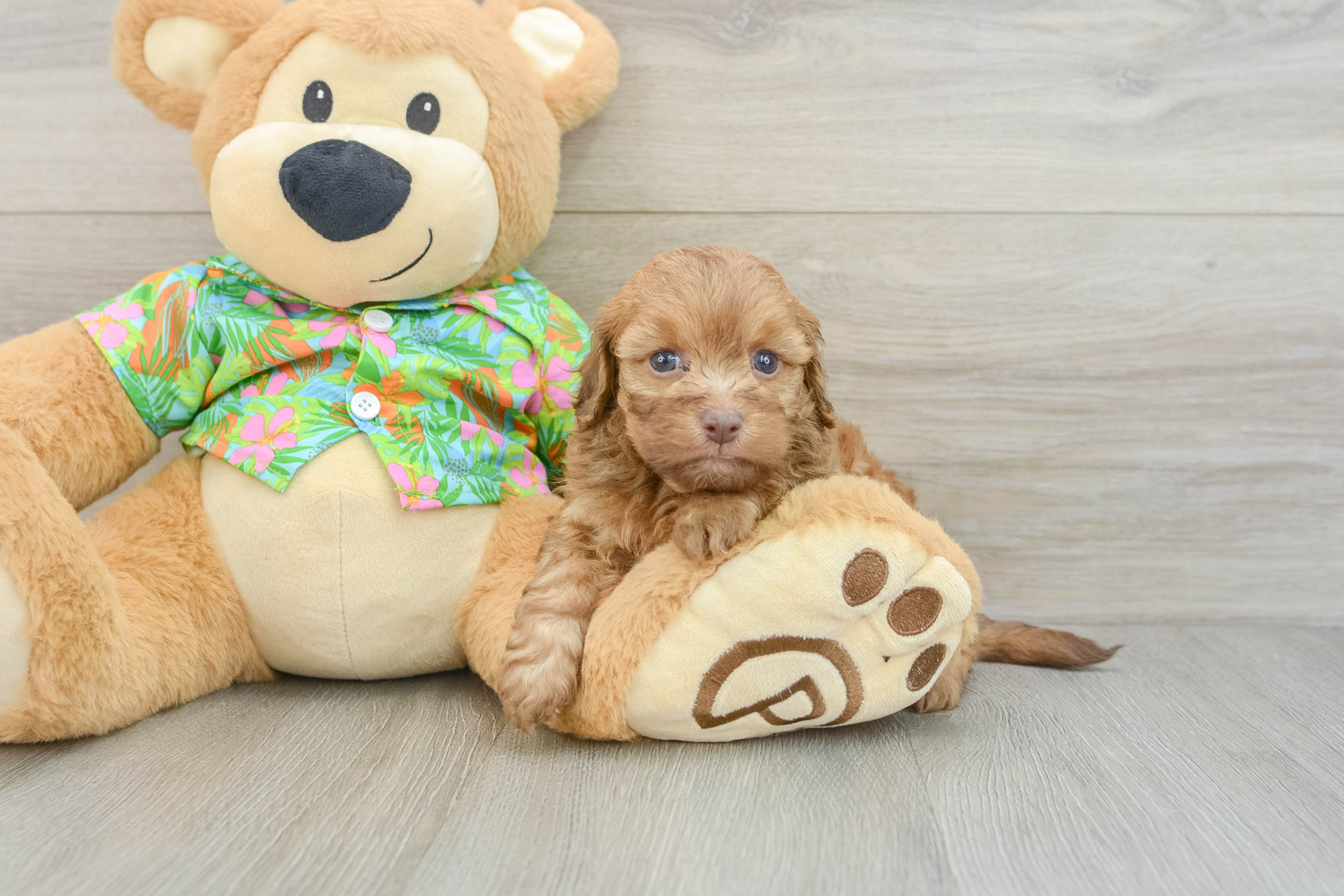 Best Havapoo Baby
