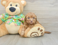 8 week old Havapoo Puppy For Sale - Puppy Love PR
