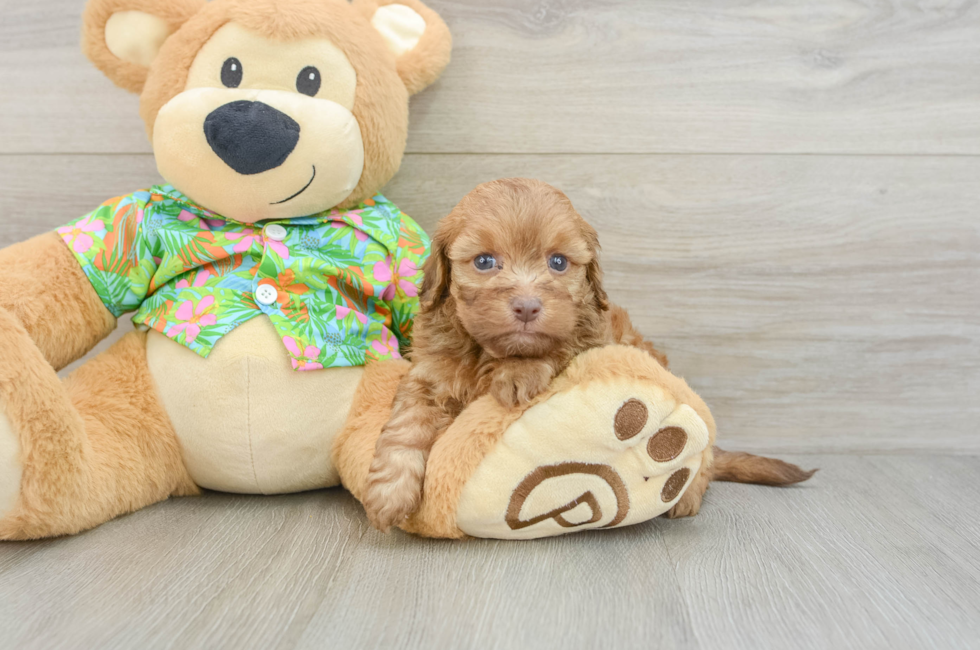 5 week old Havapoo Puppy For Sale - Puppy Love PR
