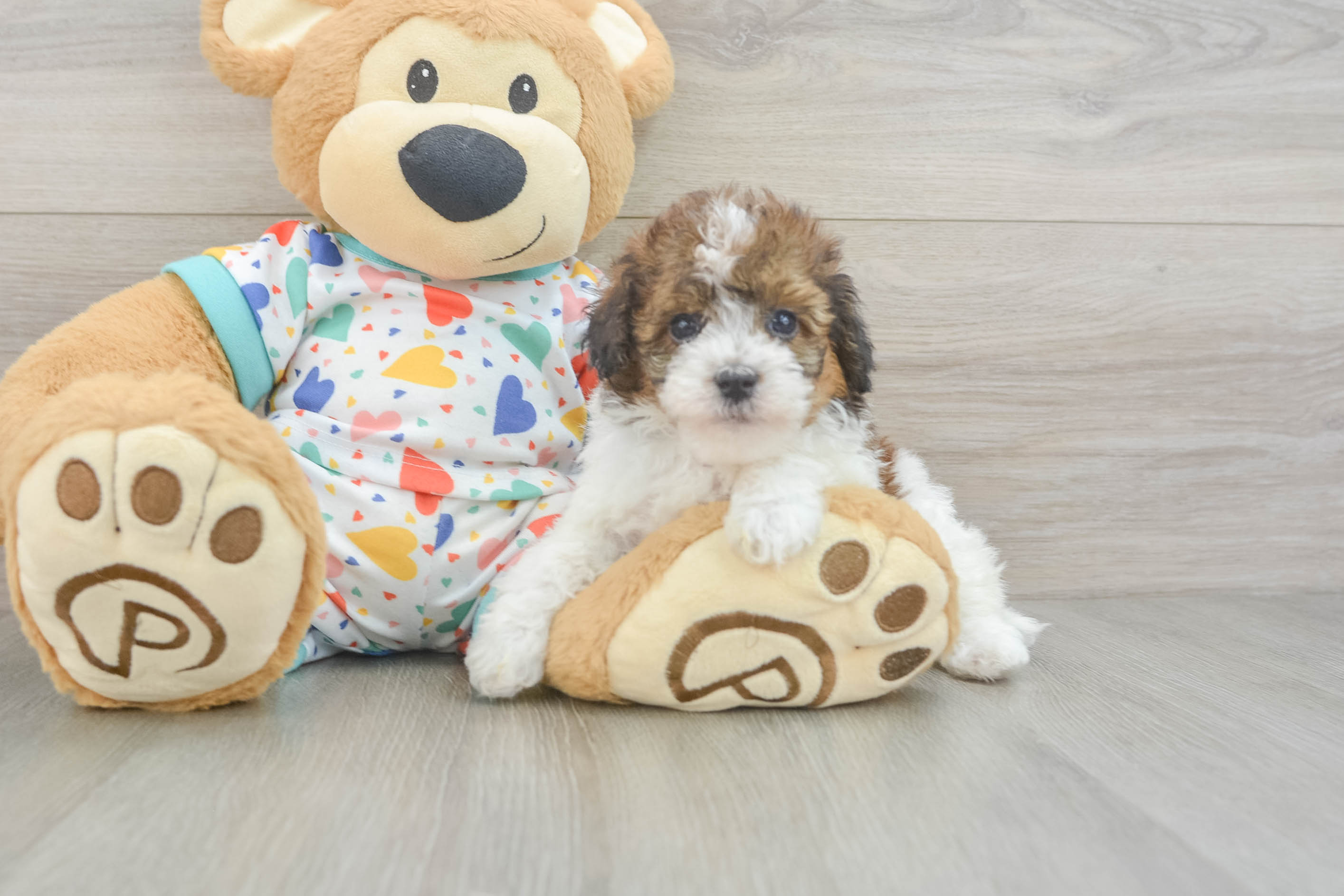 Cute Havapoo Baby