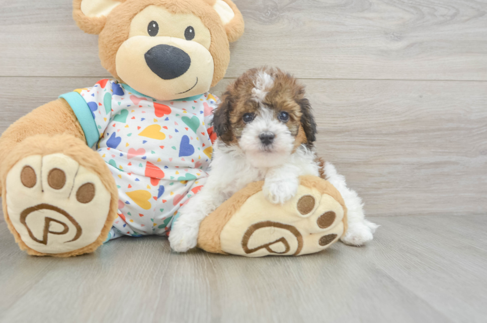6 week old Havapoo Puppy For Sale - Puppy Love PR
