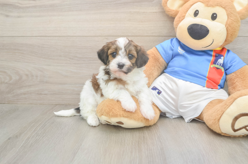 5 week old Havapoo Puppy For Sale - Puppy Love PR