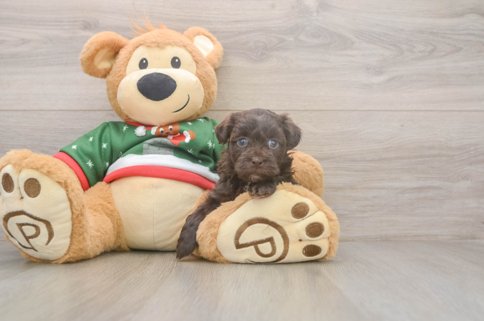 5 week old Havapoo Puppy For Sale - Puppy Love PR