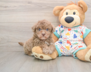 7 week old Havapoo Puppy For Sale - Puppy Love PR