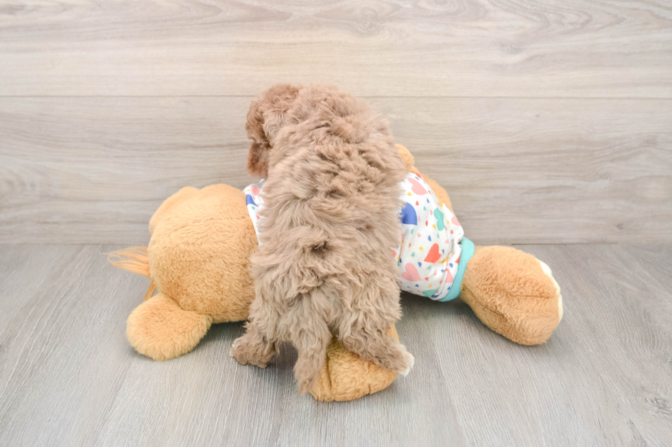 Havapoo Puppy for Adoption