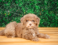 10 week old Havapoo Puppy For Sale - Puppy Love PR