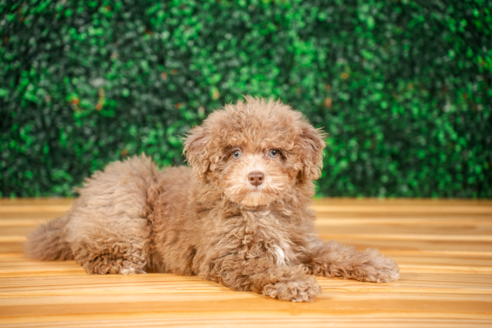 Havapoo Puppy for Adoption