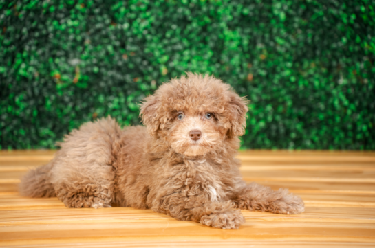Havapoo Puppy for Adoption