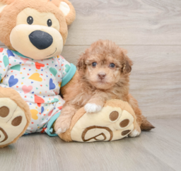 8 week old Havapoo Puppy For Sale - Puppy Love PR